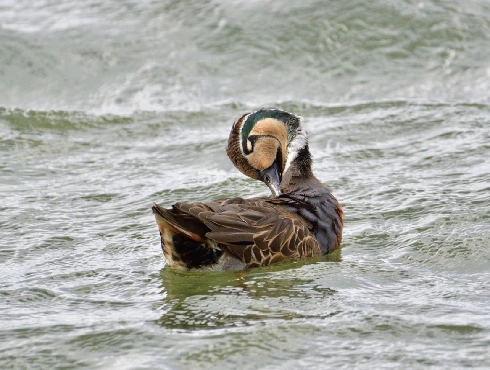 Baikal Teal